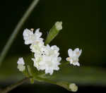 Sweet cicely <BR>Anise-root <BR>longstyle sweetroot